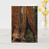 Carte Redwood Trees, Sequoia National Park. (Fleur jaune)