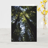 Carte Redwoods (Fleur jaune)