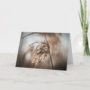 Carte Reed Nature Photo