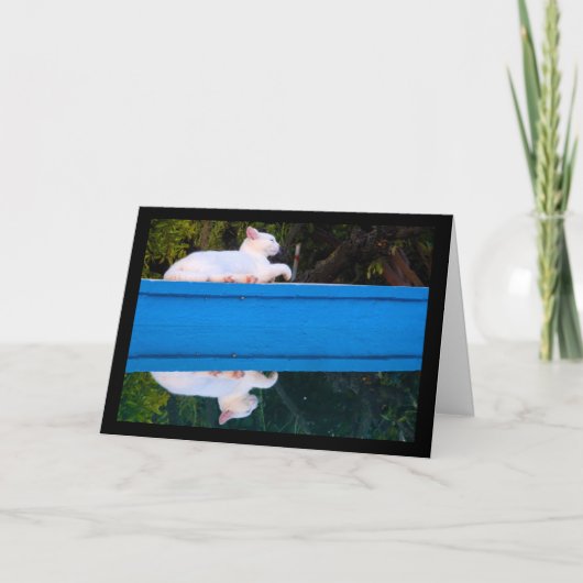 Carte Reflet d'un chat blanc (Devant)