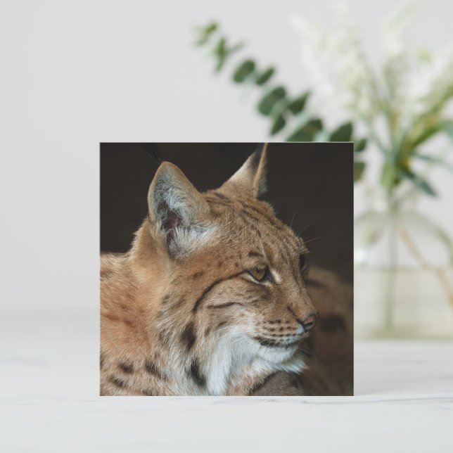Carte Regard intense : Gros plan d'un Lynx (Debout devant)