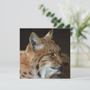 Carte Regard intense : Gros plan d'un Lynx