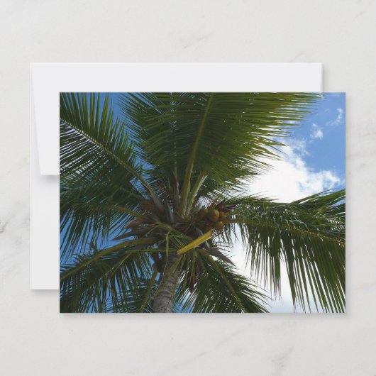 Carte Regard sur le palmier à coco Nature tropicale (Devant)