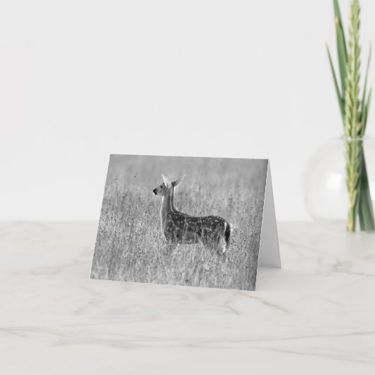 Carte Regarder le faon fixement (Devant)