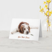 Carte Remettez-vous avec chien Welsch Springer Spaniel (Fleur jaune)