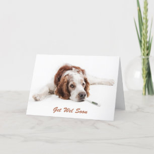 Carte Remettez-vous avec chien Welsch Springer Spaniel
