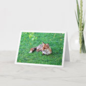 Carte Renard Couché sur l'Herbe (Devant)