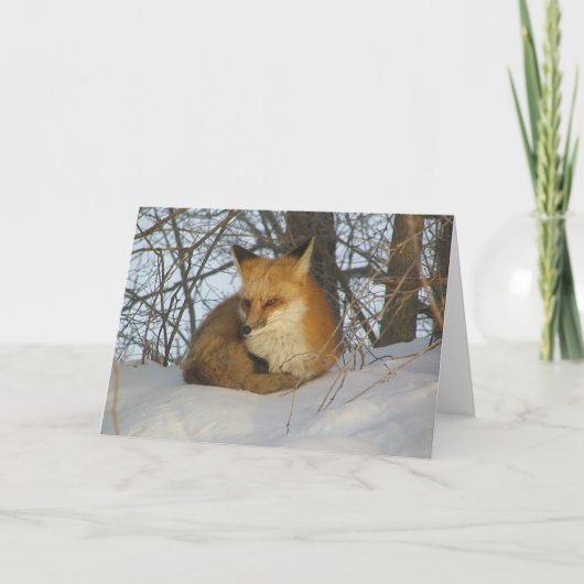 Carte Renard de repos (Devant)