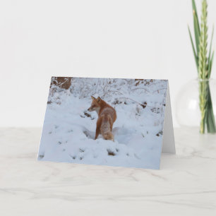 Carte Renard d'hiver