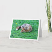 Carte Renard dormant sur l'herbe (Devant)