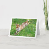 Carte Renard Étendu sur l'Herbe (Devant)