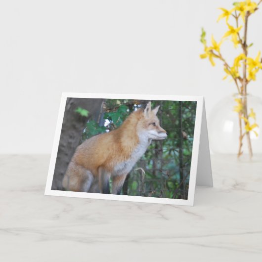 Carte Renard Rouge Assis dans les Bois (Fleur jaune)