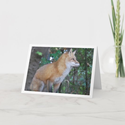Carte Renard Rouge Assis dans les Bois (Devant)