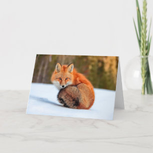 Carte Renard Rouge En Neige   Yukon