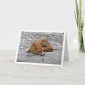 Carte Renard Rouge sur la Route (Devant)