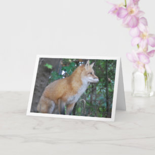 Carte Renard roux assis dans les bois