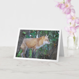Carte Renard roux dans les bois