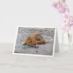 Carte Renard roux sur la route