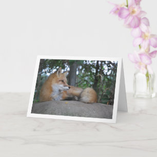 Carte Renard roux sur roche