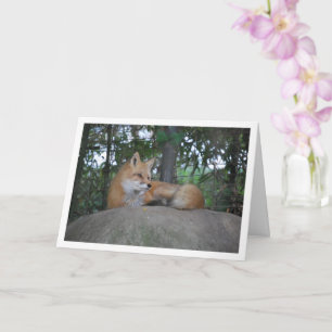 Carte Renard roux sur roche