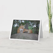 Carte Renard roux sur roche (Devant)