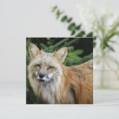 Carte Renard sauvage (Debout devant)