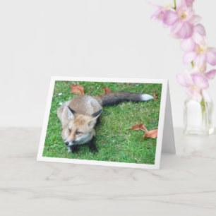 Carte Renard sur pelouse