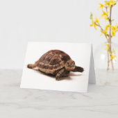 Carte Repose de la tortue (Fleur jaune)