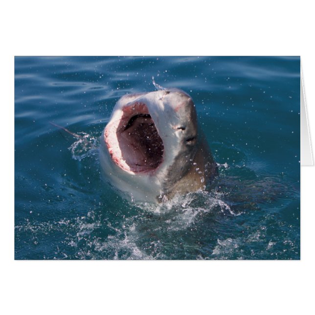 Carte requin (Devant horizontal)