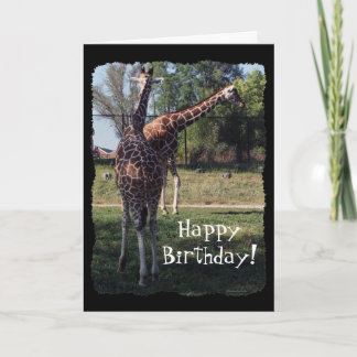 Carte Reticulated Giraffes Birthday Card
