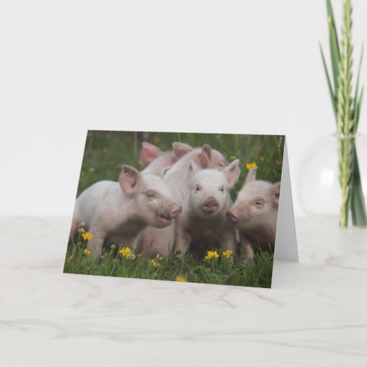 Carte Réunion des trois petits porcs (Devant)