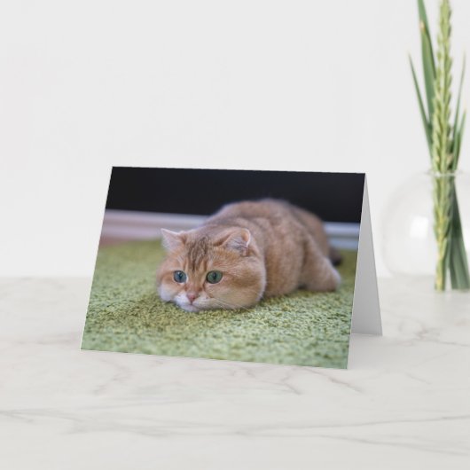 Carte rêve Hosico (Devant)