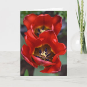 Carte Réveil du printemps, Tulipes