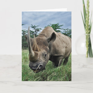 Carte Rhinoceros noir Kenya