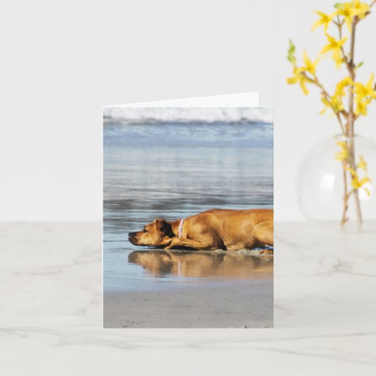 Carte Rhodesian Ridgeback - l'eau est-elle froide ? (Fleur jaune)