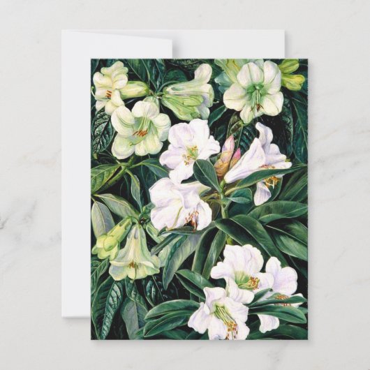 Carte Rhododendron de l'Inde du Nord (Devant)