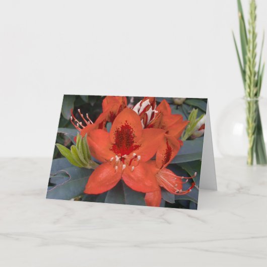 Carte Rhododendron orange (Devant)