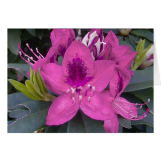 Carte Rhododendron rose
