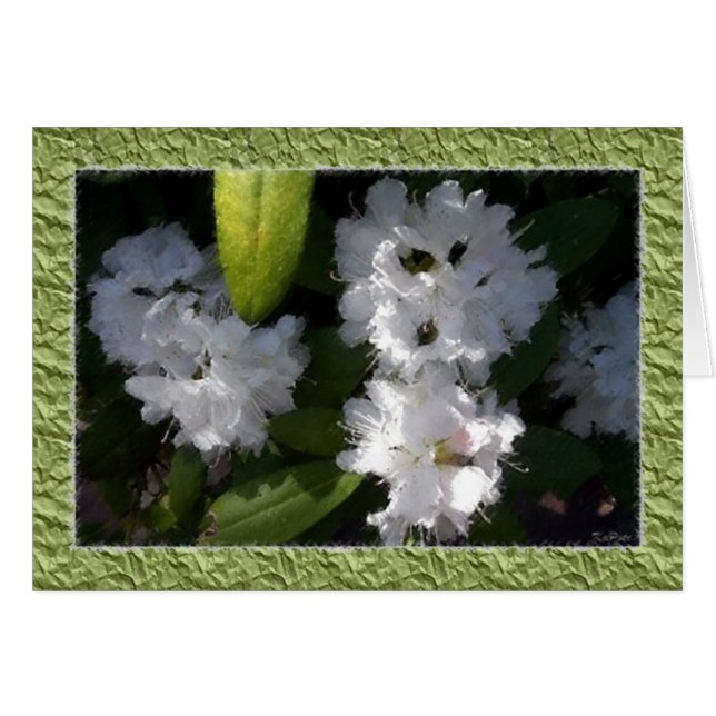 Carte Rhododendrons blanche (Devant horizontal)