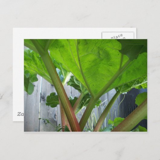 Carte Rhubarb (Devant / Derrière)