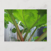 Carte Rhubarb (Devant)