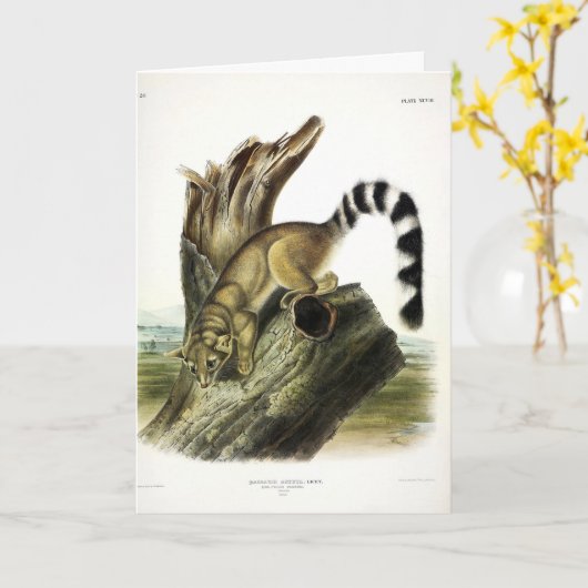 Carte Ringtail (Bassaris à queue annelée, Chat à queue a (Fleur jaune)