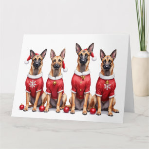 Carte Robe de Noël pour Malinois belge avec chapeau de P