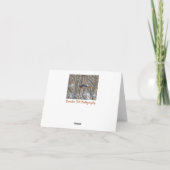 Carte Robin américain (Dos)