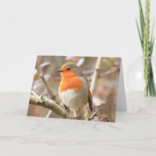 Carte Robin d'hiver Redsein