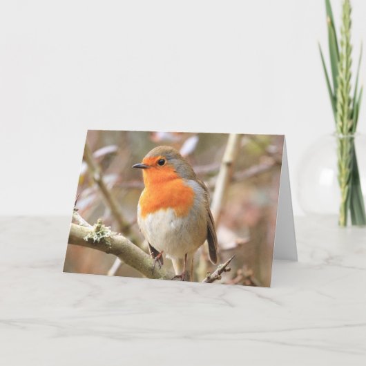 Carte Robin d'hiver Redsein (Devant)