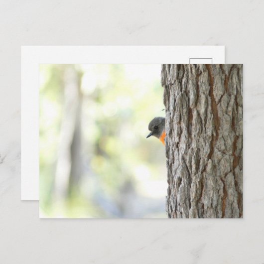 Carte Robin Peeping Bush (Devant / Derrière)