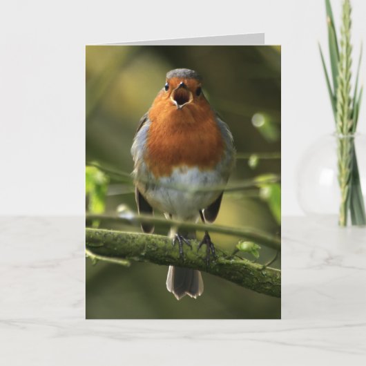 Carte Robin Song (Devant)