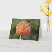 Carte Rocket pincushion protea (Fleur jaune)