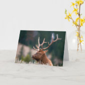 Carte Rocky Mountain Elk Parc national de Yellowstone (Fleur jaune)